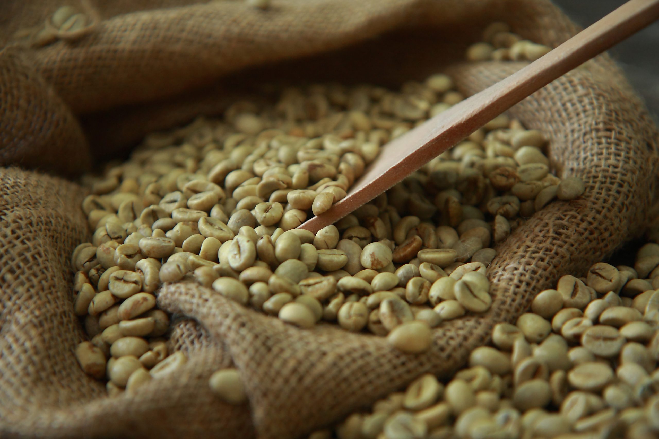 Robusta Coffee from Sumatra